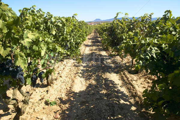 Vineyard on harvesting time Stock photo © ABBPhoto