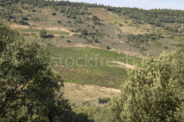 Vineyard landscape on harvesting time Stock photo © ABBPhoto