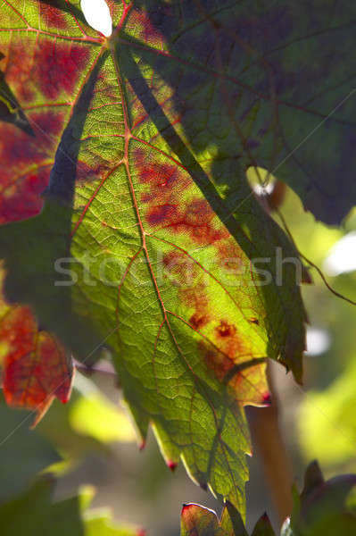 ブドウ 葉 選択フォーカス カラフル 垂直 ストックフォト © ABBPhoto