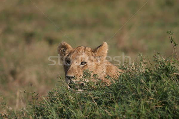 лев за Буш молодые ждет Танзания Сток-фото © AchimHB