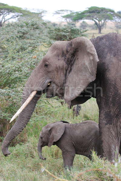 Elephant with cub Stock photo © AchimHB