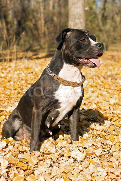 Stock foto: Porträt · Laub · Hund · Herbst · Zunge