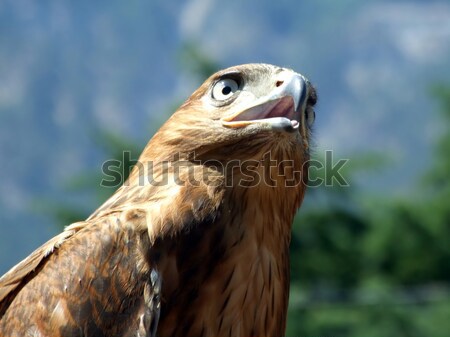 Falcon montagnes oeil animaux une close-up Photo stock © acidgrey