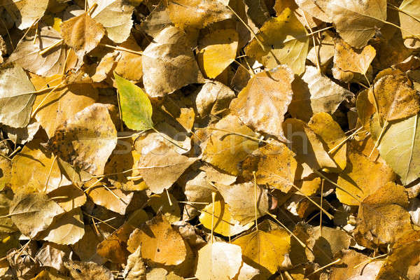 Background from the fallen down yellow autumn leaves Stock photo © acidgrey