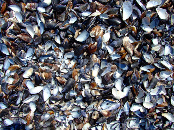cockleshells on the beach of the Black Sea Stock photo © acidgrey
