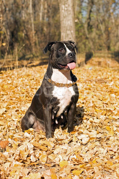 American staffordshire terrier against yellow foliage Stock photo © acidgrey