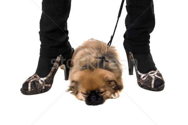 Pekinese puppy sleepin Stock photo © acidgrey