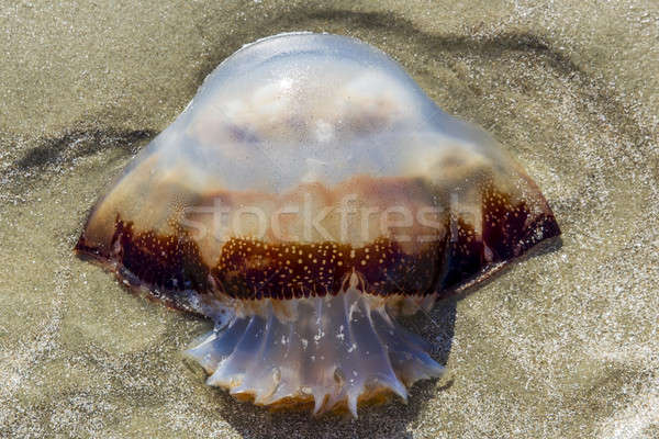 Meduza felfelé homokos tengerpart tengerpart víz tenger Stock fotó © actionsports