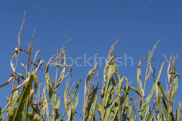 Iowa domaine maïs très tôt prêt récolte [[stock_photo]] © actionsports