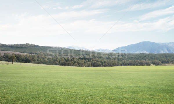 Verde verano paraíso naturales paisaje campo Foto stock © adam121