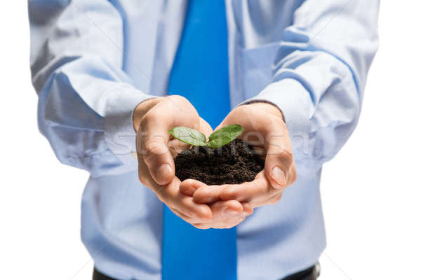 Sprout in hands Stock photo © adam121