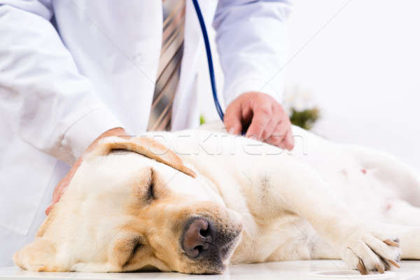 vet checks the health of a dog Stock photo © adam121