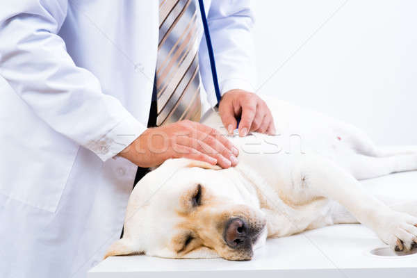 vet checks the health of a dog Stock photo © adam121