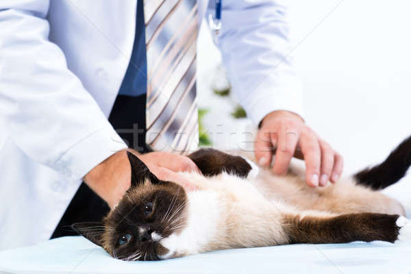 Stock photo: vet checks the health of a cat