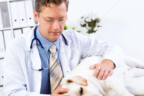 vet checks the health of a dog Stock photo © adam121