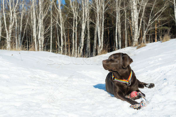 Imagine de stoc: Câine · parc · Labrador · iarnă · pădure · natură