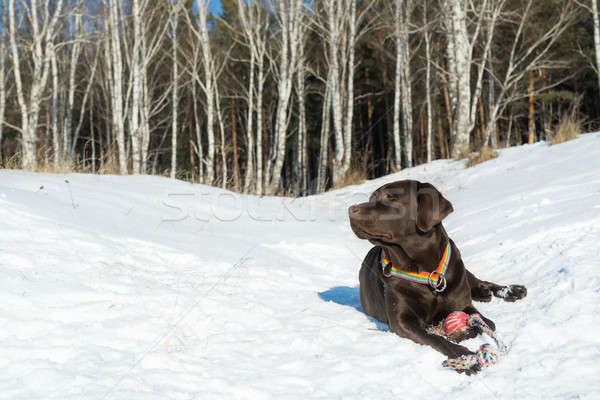 Chien parc labrador hiver forêt nature [[stock_photo]] © adam121