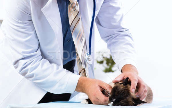 Stock photo: vet checks the health of a cat