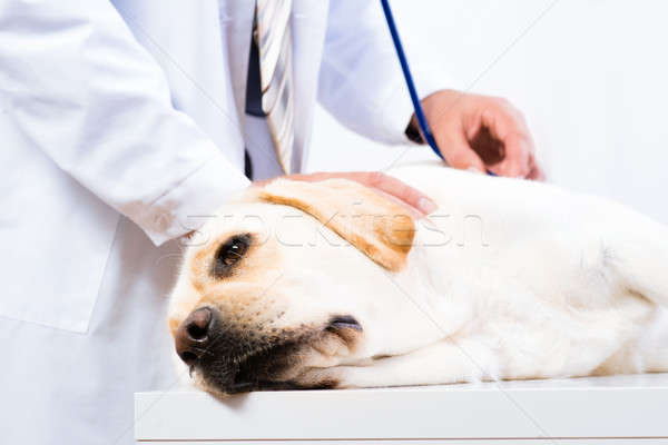 vet checks the health of a dog Stock photo © adam121