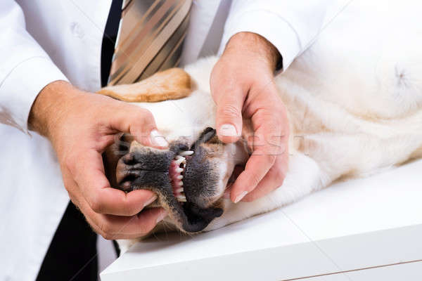 vet checks the teeth of a dog Stock photo © adam121