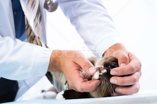 Stock foto: Tierarzt · Gesundheit · Katze · Veterinär- · Klinik · Mann