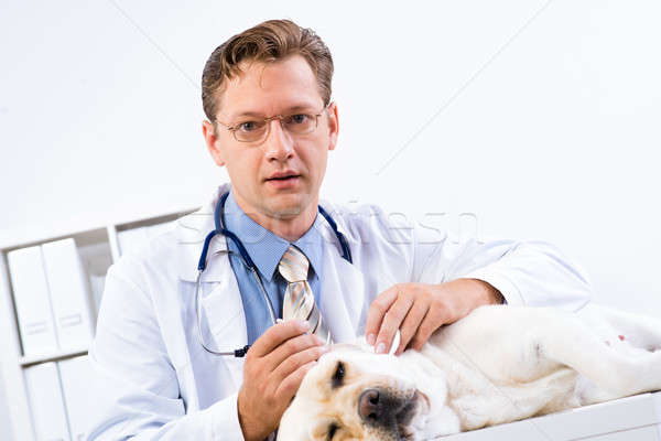 Portrait of male vet Stock photo © adam121