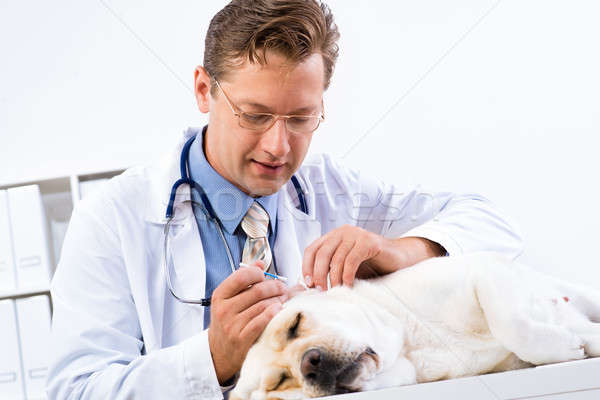 vet checks the health of a dog Stock photo © adam121