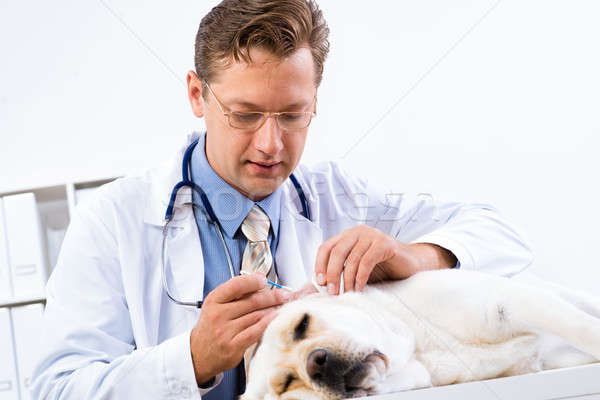 vet checks the health of a dog Stock photo © adam121