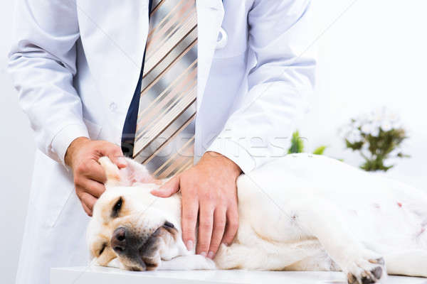 vet checks the health of a dog Stock photo © adam121