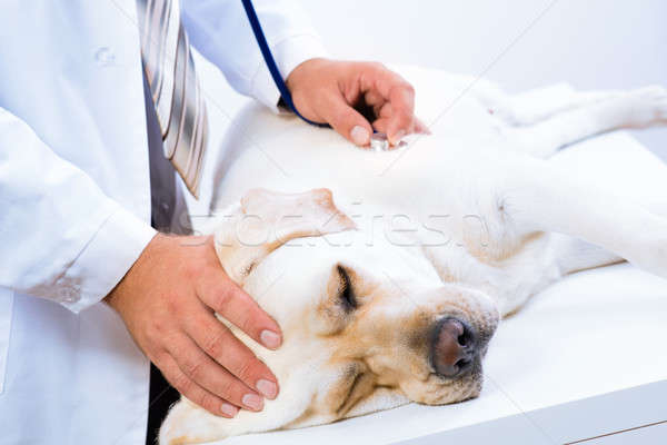 vet checks the health of a dog Stock photo © adam121