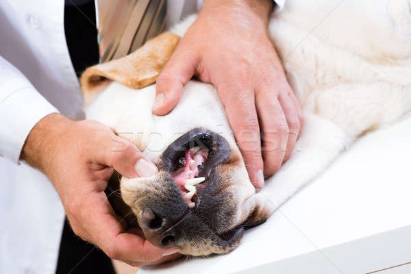 Denti cane foto veterinario mano Foto d'archivio © adam121