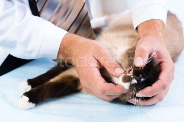 vet checks the health of a cat Stock photo © adam121