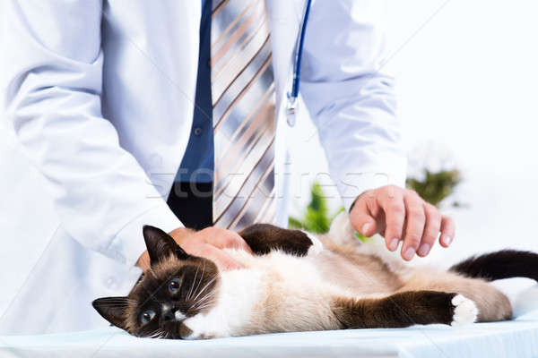 vet checks the health of a cat Stock photo © adam121