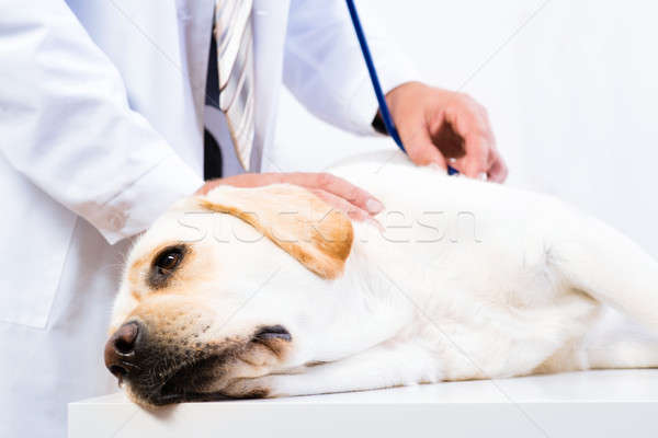 vet checks the health of a dog Stock photo © adam121