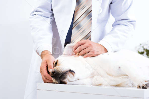 Foto stock: Veterinário · saúde · cão · homem · trabalhar · médico
