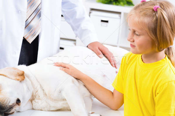 Dziewczyna psa weterynaryjny kliniki lekarz weterynarii miłości Zdjęcia stock © adam121