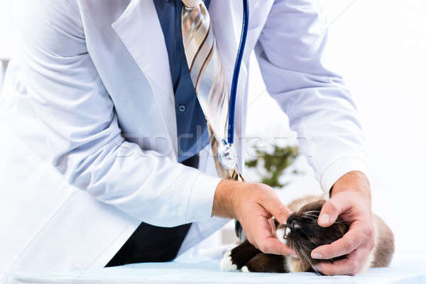 vet checks the health of a cat Stock photo © adam121