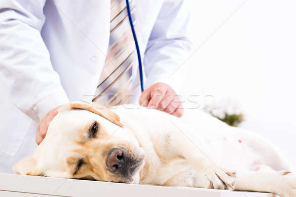 Stock photo: vet checks the health of a dog