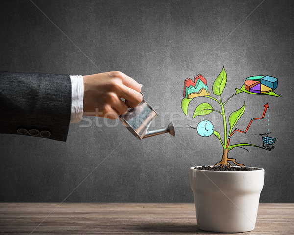 Drawn income tree in white pot for business investment savings and making money Stock photo © adam121