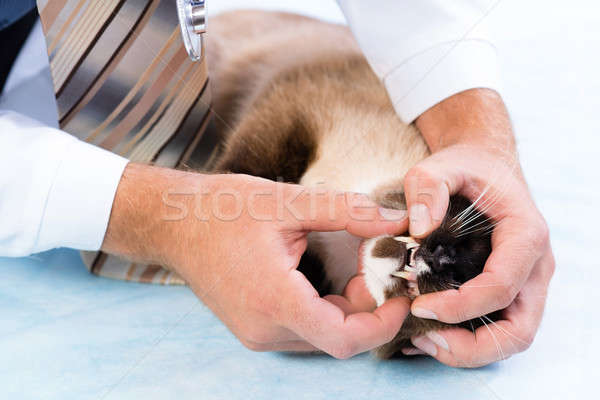 Weterynarz zdrowia kot weterynaryjny kliniki człowiek Zdjęcia stock © adam121