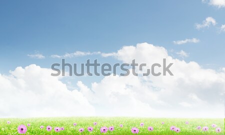 Summer natural background Stock photo © adam121
