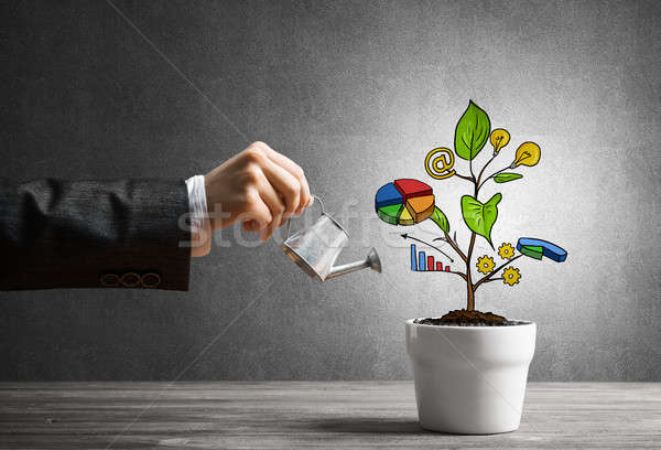 Drawn income tree in white pot for business investment savings and making money Stock photo © adam121