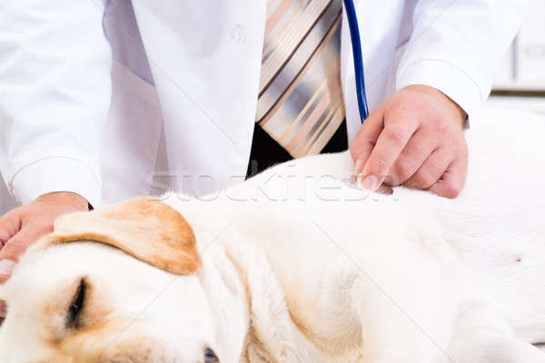 vet checks the health of a dog Stock photo © adam121