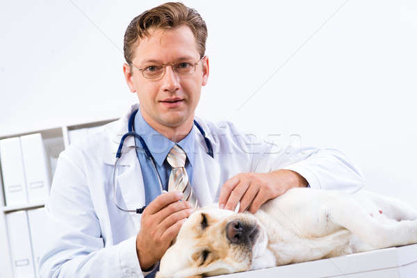 Portrait of male vet Stock photo © adam121