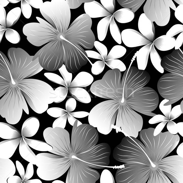 Foto stock: Branco · tropical · hibisco · flor · natureza
