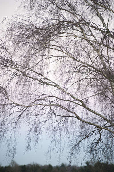 Isoliert Baum Himmel Landschaft Stock foto © advanbrunschot