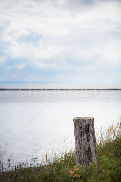 Baum lange Gras Natur Landschaft Stock foto © aetb