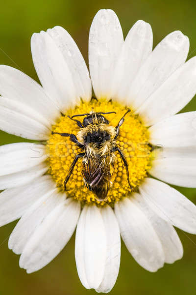 Closeup of a Bee Perfectly Centered on a Daisy Flower with water Stock photo © aetb