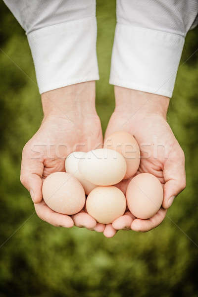 Eggs in Hands Stock photo © aetb