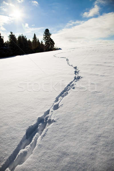 Foto stock: Sol · paisaje · nieve · invierno · huella · soleado